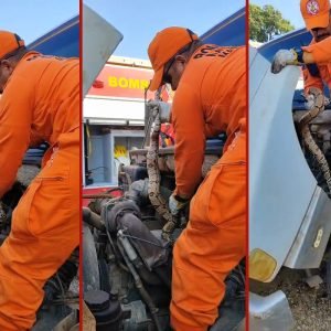 Jiboia de 1,5 metro é encontrada escondida no motor de caminhão em MT