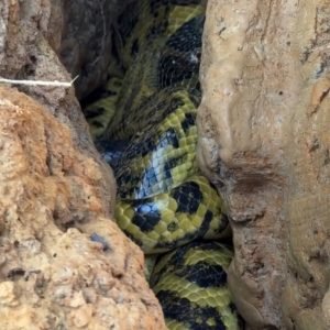 Sucuris aparecem enroladas fora da época de acasalamento no Pantanal