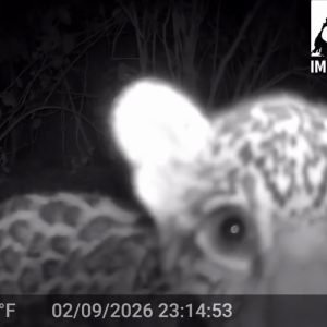 Filhote de onça-pintada brinca e interage com câmera no Pantanal de MT