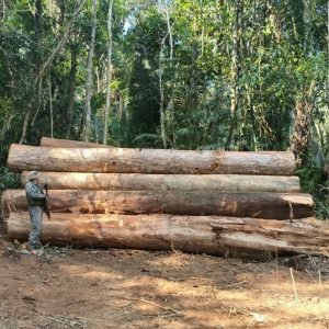 PM apreende 110 toras de madeira em área de desmatamento em MT