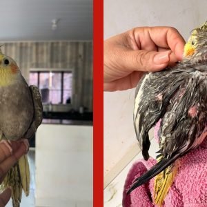 Calopsita dada como morta é resgatada em casa de vizinha em MT