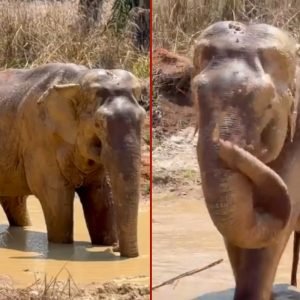 VÍDEO: elefante Sandro entra em lagoa pela primeira vez no Santuário em MT e demonstra musculatura debilitada