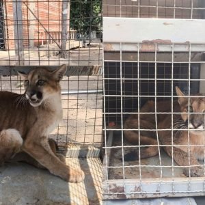 Vídeo: onça-parda é resgatada com ferimentos em chácara de MT