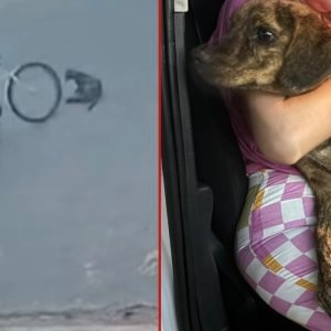 Vídeo: cachorra de rua é atropelada de propósito por ciclista em MT