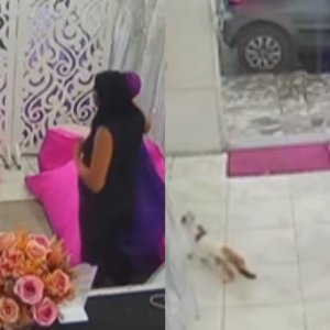 Gato se esconde em vestido de festa e dona se surpreende ao devolver peça em loja