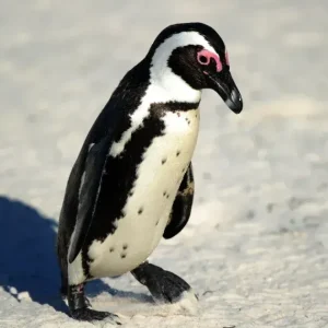 Por que o cocô dos pinguins é rosa? Coloração pode ser vista do espaço e serve para para monitorar a saúde do ecossistema
