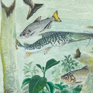 Amazônia tem mais de 2,7 mil espécies de peixes, aponta estudo