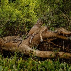 Três onças e uma árvore: fotógrafo registra onça-pintada com filhotes no Pantanal de MT
