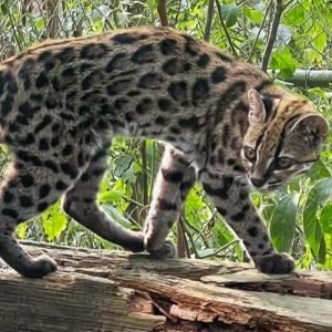 Nova espécie de felino é identificada em florestas da Bolívia