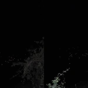Jacarés no Pantanal: vídeo mostra dezenas de olhos brilhando à noite