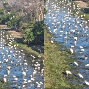 Tuiuiús no Pantanal: concentração de aves em MT impressiona