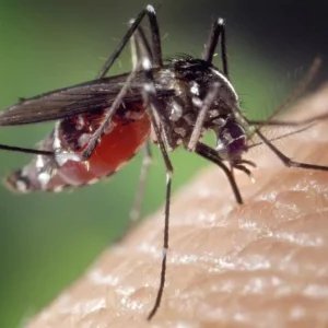 Surto de dengue persiste e Santarém prorroga emergência em saúde