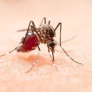 Por que algumas pessoas reagem tão mal às picadas de mosquito? A resposta está na saliva dos insetos
