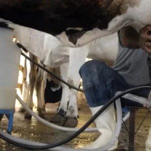 Produção de leite bate recorde mesmo com redução de vacas ordenhadas