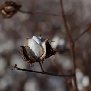 Fim da taxa das blusinhas não contempla proposta para fibra natural