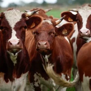 Por que se diz que as vacas têm 4 estômagos? Saiba o que o ditado significa