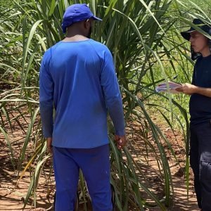 Fiscais resgatam 479 vítimas de escravidão moderna no mês de agosto