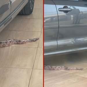 Moradora encontra jiboia dentro de carro em Cuiabá