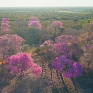 florada de Ipês colore o Pantanal durante clima de deserto em MT