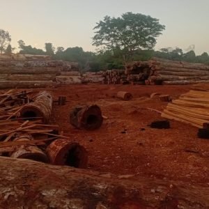 Operação apreende 3 mil toras de madeira nativa em MT