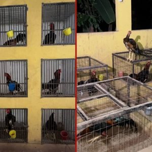 Rinha de galos é fechada e 90 animais são encontrados feridos em MT