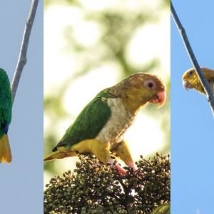 Ave rara e ameaçada é registrada em área de preservação em MT