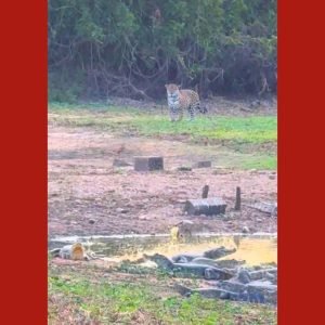 Onças-pintadas surpreendem jacarés durante ‘banho de sol’ no Pantanal