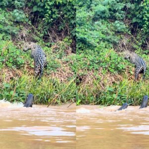 Ariranhas ‘expulsam’ onça-pintada durante encontro em rio no Pantanal