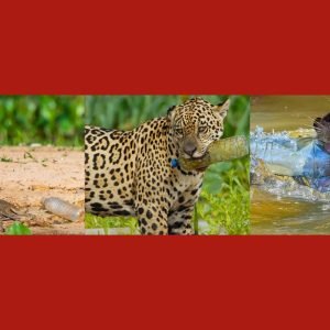 FOTOS: animais são flagrados com garrafas plásticas no Pantanal de MT