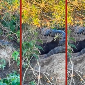 VÍDEO: capivara descansa entre jacarés na Transpantaneira em MT