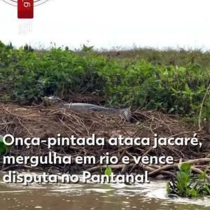 Onça-pintada ataca jacaré, mergulha em rio e vence disputa no Pantanal