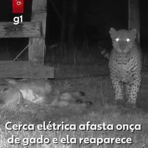 VÍDEO: onça-pintada que atacava gado aparece com dois filhotes em MT