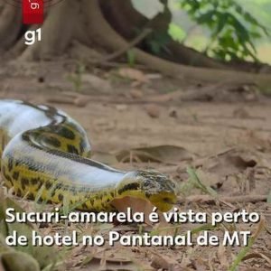 Vídeo: sucuri-amarela é flagrada rastejando nas proximidades de hotel no Pantanal de MT