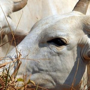 Carne brasileira passa a pagar tarifa de 67% para entrar na China