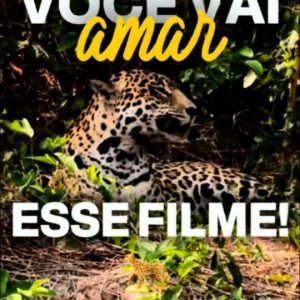 AS RAINHAS DO PANTANAL VÃO CONQUISTAR O MUNDO  

Jaju e Âmbar, as duas onças-pin…