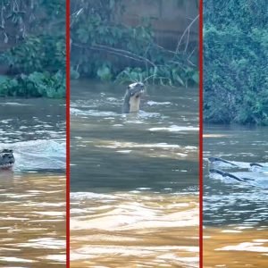 Ariranhas perseguem rivais por 2 km em disputa territorial no Pantanal