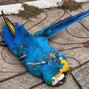 Arara é encontrada morta no Centro de Nova Mutum/MT; Meio Ambiente orienta população; veja vídeo | Power Mix