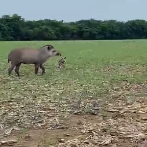 Anta e filhote surpreendem veterinário durante rotina em MT; ASSISTA O VÍDEO