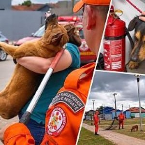 Após reportagem do Power Mix, SAMA e Bombeiros capturam cães que preocupavam moradores em Nova Mutum/MT; veja vídeo | Power Mix