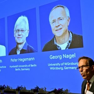 Estrelas no cérebro e a alga que deu origem ao Nobel de Medicina