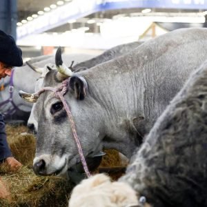 França registra 1º caso humano do vírus Shamonda que afeta animais