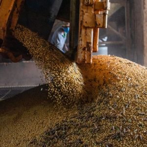 Produção brasileira de grãos deve aumentar apesar do El Niño