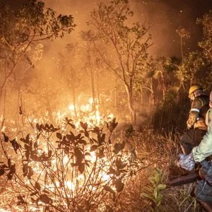 Ibama extinguiu 229 incêndios no Amazonas