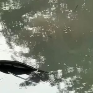 Carro cai em lago após colisão na BR-163 e mulher e crianças são resgatadas – Nortão Online