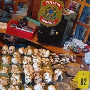 Duas pessoas são presas por tráfico de ovos de aves em operação da PF
