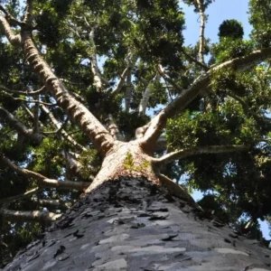 Ele importou 12 mudas raras da Ásia há 160 anos, mas só uma sobreviveu — e hoje é um monumento protegido por lei que ‘chora’ cristais sob a lua cheia