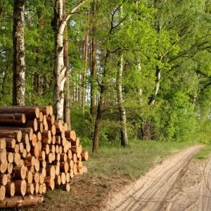 Produção e exportação de celulose do Brasil batem recordes em 2025
