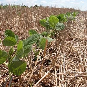 El Niño aumenta risco de seca e calor em Mato Grosso durante safra 2026/27
