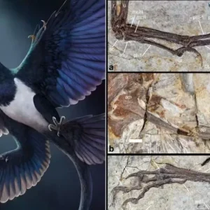 Por que este pequeno dinossauro de quatro asas está mudando o que sabemos sobre as aves?