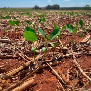 Mato Grosso semeia 33% da soja e recupera ritmo de plantio na safra 2026/27